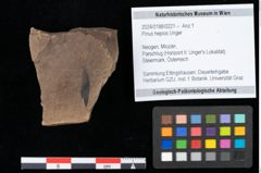 Foto (Objekt + Etikett) von Pinus hepios Unger (NHMW-GEO-2024-0188-0221)